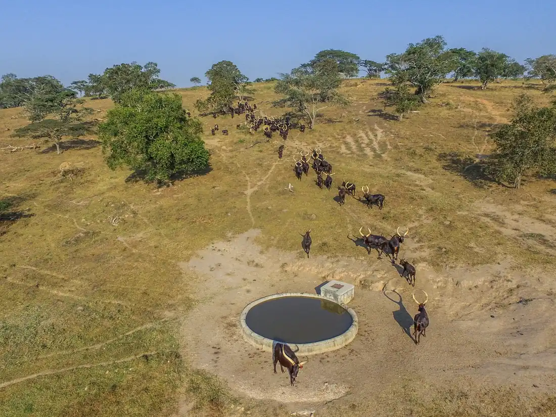 Ankole cattle at a managed watering point, Kazo District, Western Uganda