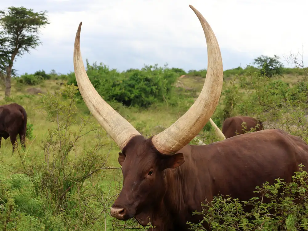 Ankole cattle with characteristic long horns, Uganda