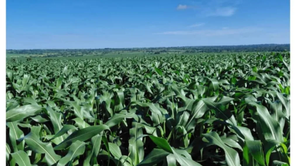 A ripening maize field at Normah's Amuru farm.