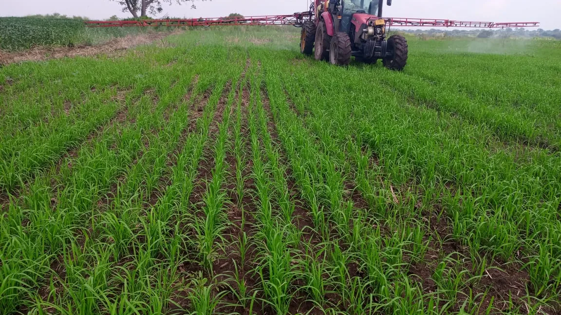 A millet field at Normah's Amuru farm.