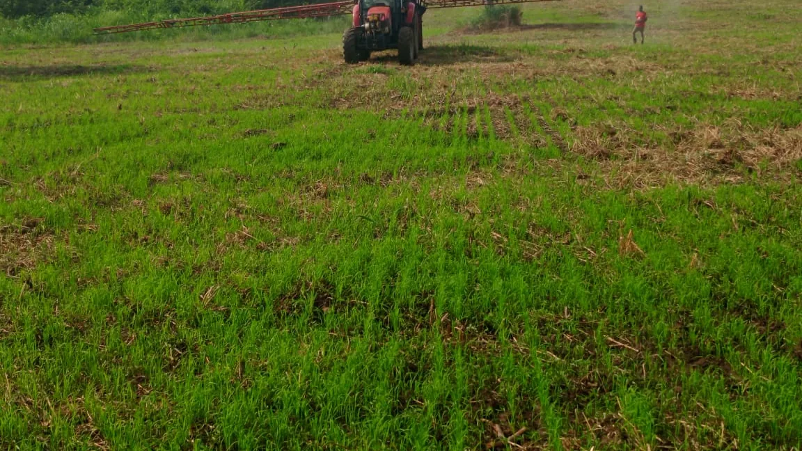 A rice field at Normah's Amuru farm.