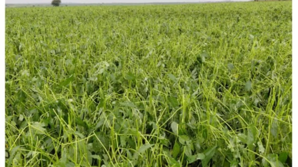 A sesame field at Normah's Amuru farm.