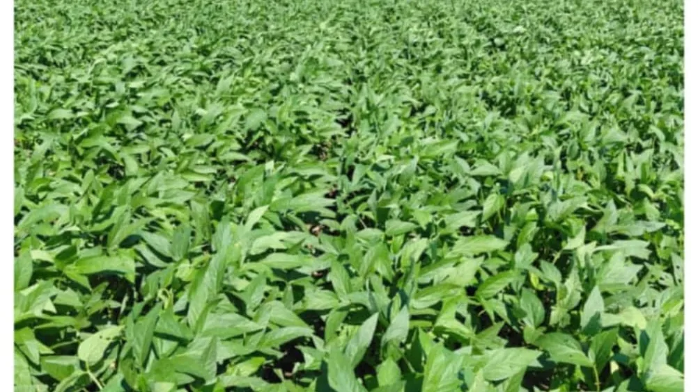 A dense soya bean field at Normah's Amuru farm.
