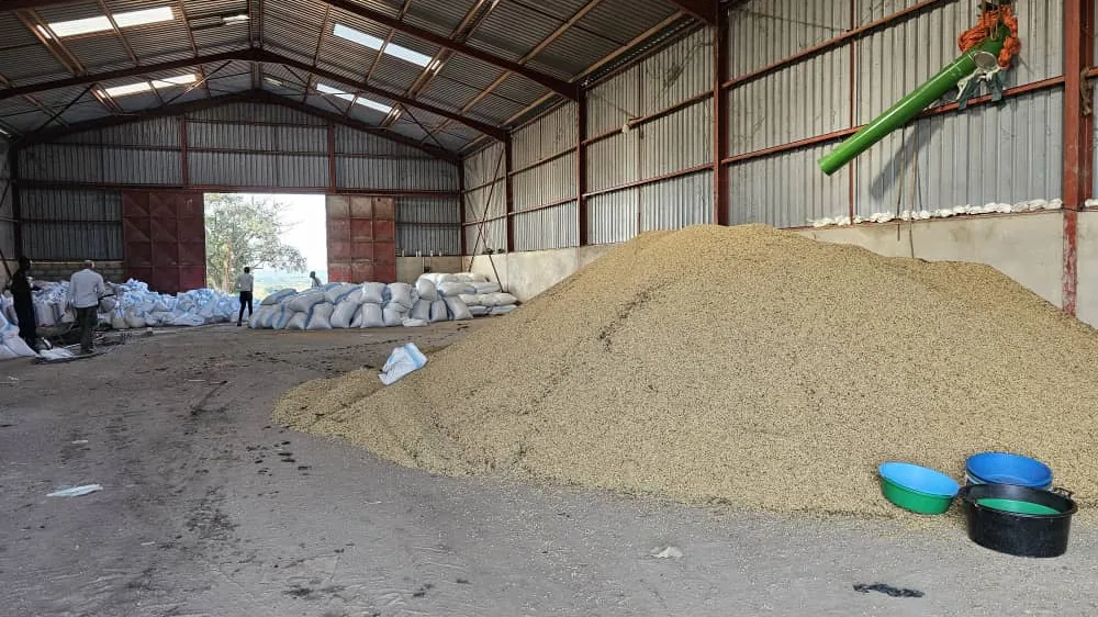 A grain heap and stacked bags inside Normah's warehouse after harvest.