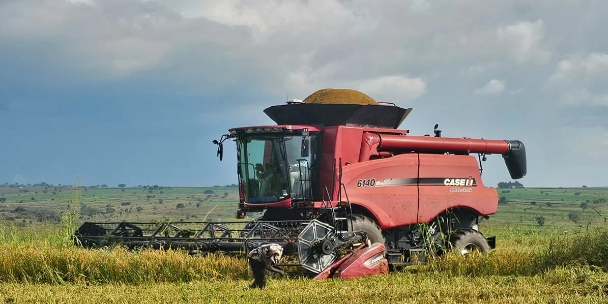 A combine harvester cutting a ripe cereal field under a dramatic sky at Normah's Amuru farm.