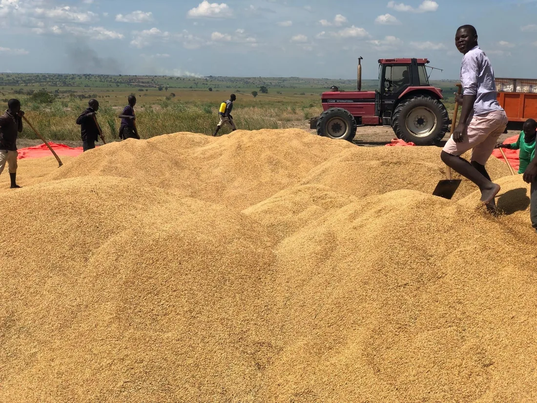 A Normah farm worker on a mound of harvested rice at Amuru, pausing mid-task with a shovel.
