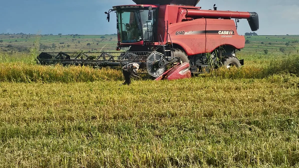 A combine harvester cutting a ripe cereal field at Normah's Amuru farm.